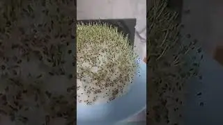 как прорастить семена Чиа. часть 2. #microgreen #микрозелень