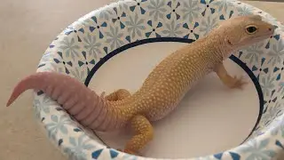 Explaining a few leopard gecko genetics