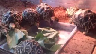 さつま芋喰うホシガメ達