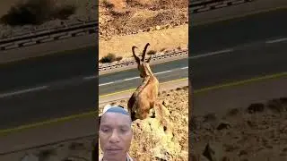 #wildlife #nature