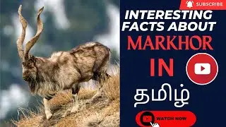 Interesting facts about MARKHOR in tamil |wild goat in tamil