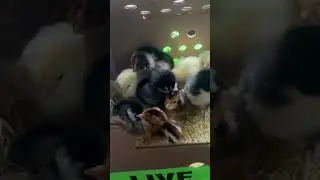 New chicks in the mail!