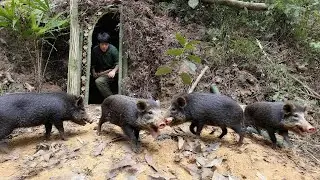 5 days building a shelter, giant wild boar attacks, dangerous escape, green forest life, survival