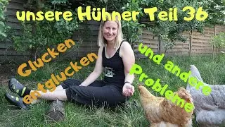 unsere Hühner Teil 36: Glucken entglucken und andere Probleme mit den Süßen