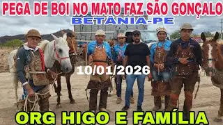 1°PEGA DE BOI NO MATO FAZENDA SÃO GONÇALO BETÂNIA-PE ORG HIGO E FAMÍLIA 10/01/2026