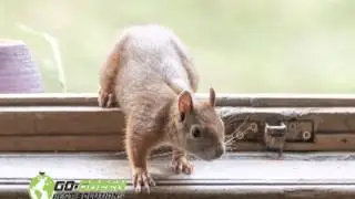 Go Green Pest Solutions