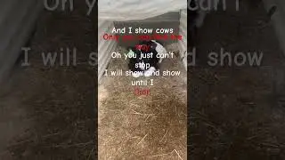 Never give up #cows #cow #animallife #cowcowcow #funny #farmanimal