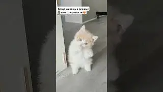 Вы тоже делаете всё и сразу? #котики #котята #приколы #юмор #catsvideo #cat #приколыскотами #милота