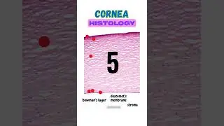 corneal histology (difficulty: moderate) #doctor #shorts #medical