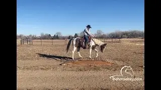 Paint Horse For Sale