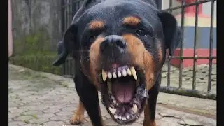 ANGRY Dog Barking And Growling Compilation
