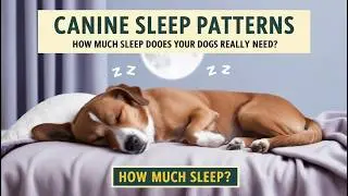 Understanding Canine Sleep Patterns: How Much Sleep Does Your Dog Really Need?