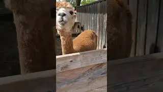 Feeding Alpacas! 💙 #animals #farm #alpaca