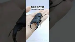 日本大鍬形蟲爬到手上啦！Dorcus hopei binodulosus is on my hand! #beetle #stagbeetle #insect #甲蟲 #鍬形蟲 #クワガタ