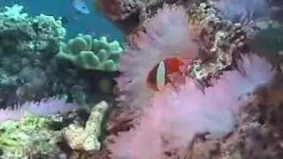 Two minutes of diving