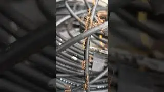 Ant  going on tree home  Transport  though Fiber safety transport #ant #optical_fiber #nature #wifi