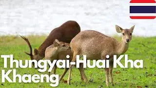 Exploring Thungyai-Huai Kha Khaeng: Thailand's Untamed Wilderness