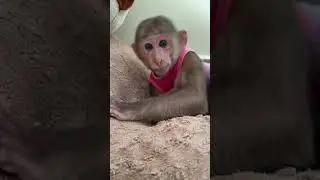 Monkey Jack cute actionable prepared to sleep