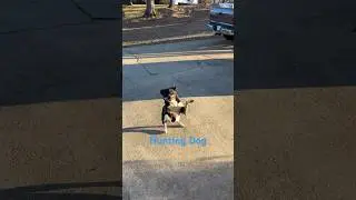 Hunting Dog #fiest#squirellhunting#twentytwo