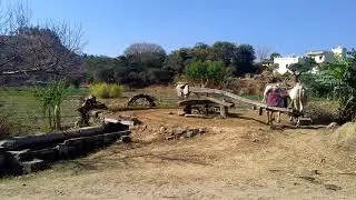 Traditional Irrigation System | Rahat | Village Life in India