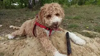 Sabina 🐶 ma 5 miesięcy - Lagotto Romagnolo Domowa Hodowla Ps&oacute;w Canis Dulcis FCI Waldemar Tomczyk