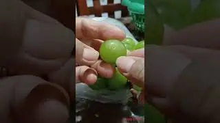 green grapes peeling skin #shortvideo #satisfyingsounds #asmr #healthy