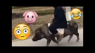 😂🐷😂  Funny Chinese Man Riding On Pig Vine