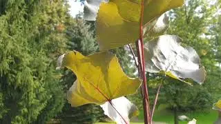 Populus deltoides 'Fuego' topol bavln&iacute;kov&yacute;