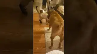 jade and turbo