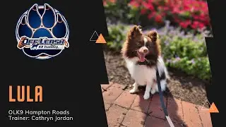 7 M/O Pomeranian &ldquo;Lula&rdquo; | Amazing Obedience Transformation | OLK9