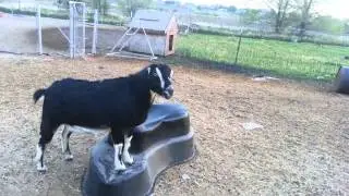 Goats fighting