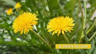&iquest;que tanto sabes del diente de le&oacute;n? | Taraxacum officinale