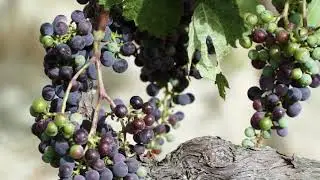 Tenuta CastelGiocondo &ndash; The spirit of Montalcino &ndash; Marchesi Frescobaldi