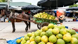 Harvest 100.000 KG Grapefruit By Horse Drawn Cart Go To Countryside Market Sell