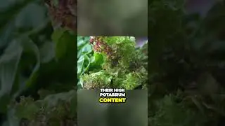 The Secret Weapon to Lower Blood Pressure Revealed  Leafy Greens!