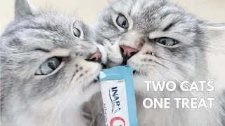 Squeezy treat battle [ASMR!]