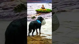 Labrador Retriever Mom Save The Mom Duck #goldenretriever #dog #animals #animalrescue