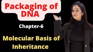 Packaging of DNA || Nucleosomes || Histone proteins || Sonia Kaushik