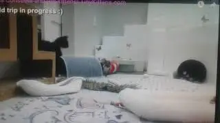 Bentley playing tag with Mama