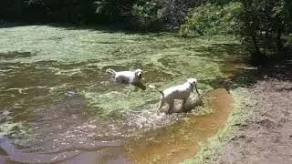 Thor swimming