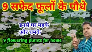 9 white flowering plants. Top 9 Flowering Plants For Home 🏠. These plants make the house fragrant...