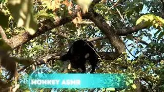 Monkey Asmr