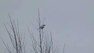 Varf&aring;gel 25 03 03