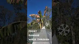 Frost Damaged Plants Walkthrough: Identifying, Saving & Preventing Damage #bananatree  #garden