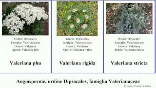 Angiosperme, ordine Dipsacales, famiglia Valerianaceae valerianella patrinia montana featuring phu