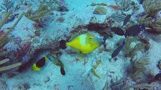 20180318 Two Whitespotted Filefish