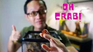 Creating a Miniature Ecosystem for Red Apple Crabs