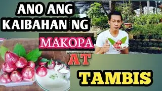 ANO ANG KAIBAHAN NG MAKOPA AT TAMBIS || Team Kamboy