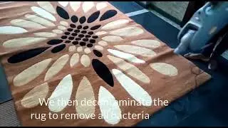 Rug Cleaning with Green Safety Limited