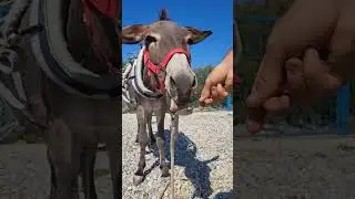 Do donkeys like peanut butter⁉️ Watch and see 😄🙈